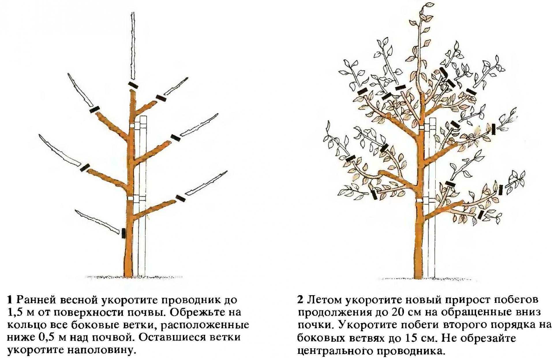 Правильная обрезка сливы – советы для начинающих (схемы, фото, видео)