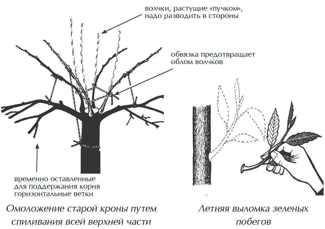 Делаем опоры для клематисов своими руками + фото