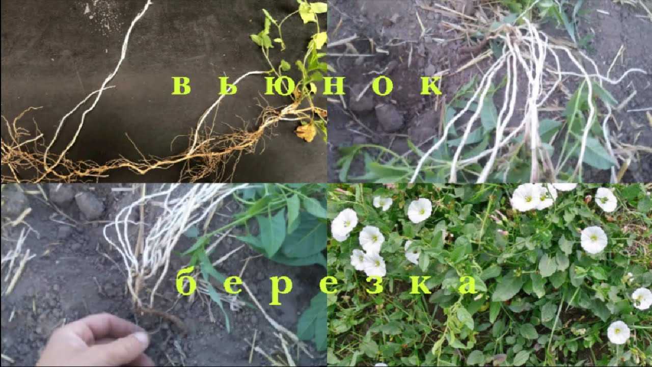 Как бороться с полевым вьюнком на огороде
