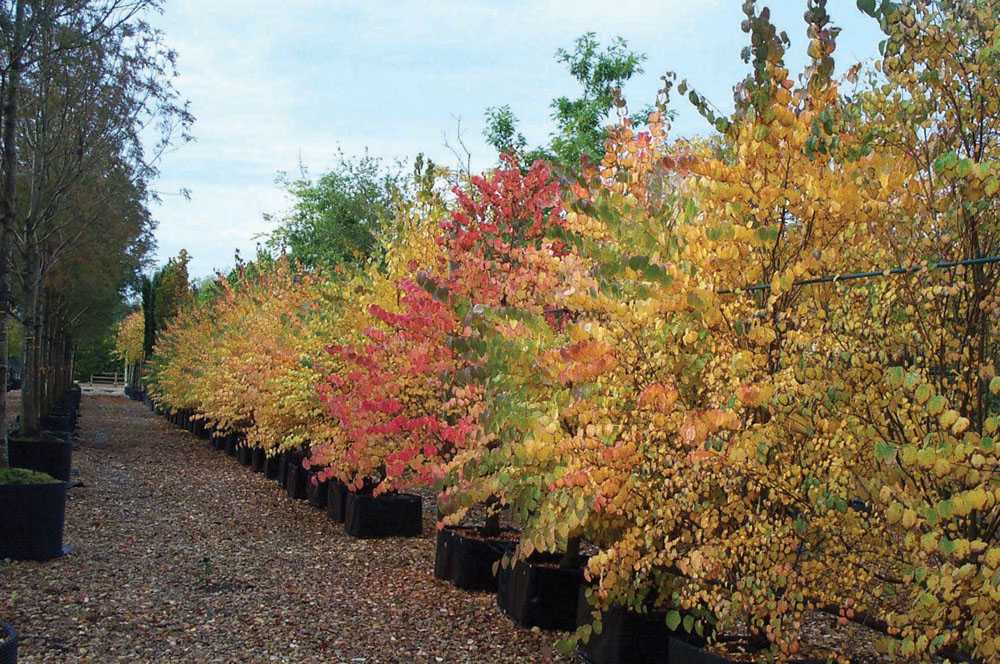 Как вырастить японский багряник или cercidiphyllum japonicum на дачном участке?
