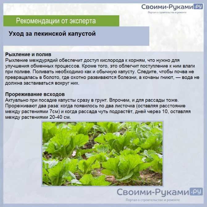 Рассада капусты – когда сажать и как вырастить в домашних условиях