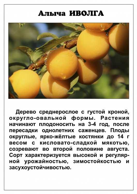 Алыча и её лучшие гибриды для всех регионов