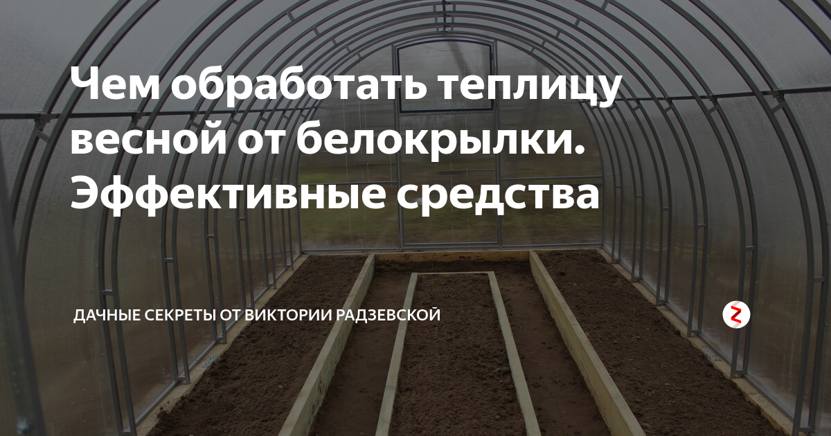 Чем обработать теплицу осенью от белокрылки. как бороться с белокрылкой в теплице: топ действенных способов