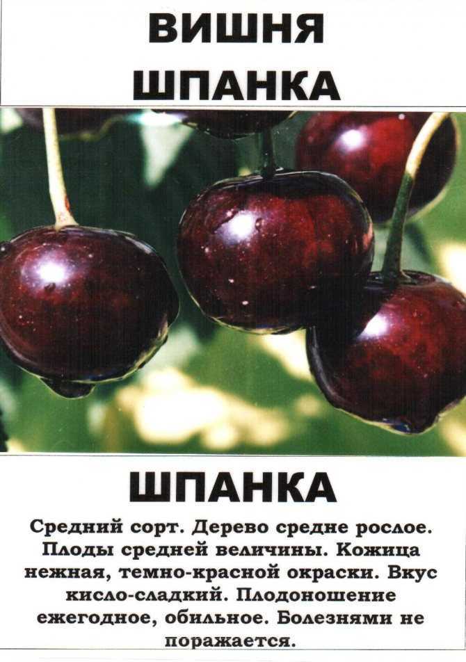 Вишня шпанка: описание особенностей и характеристик сорта, посадка и ухода за деревом, фото