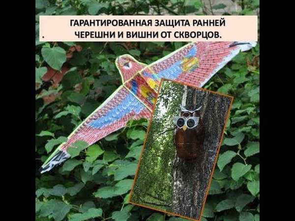 Как уберечь черешню от птиц?: группа плодовые деревья и кустарники