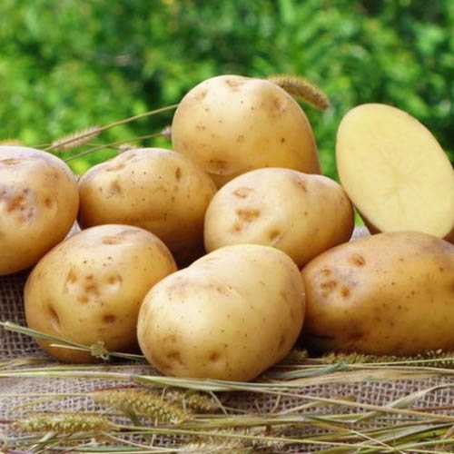 ᐉ сорт картофеля «ривьера» – описание и фото - roza-zanoza.ru