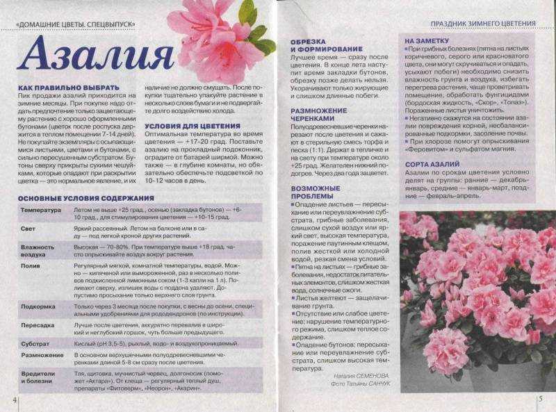 Рододендрон: описание, посадка, уход | (80 фото)