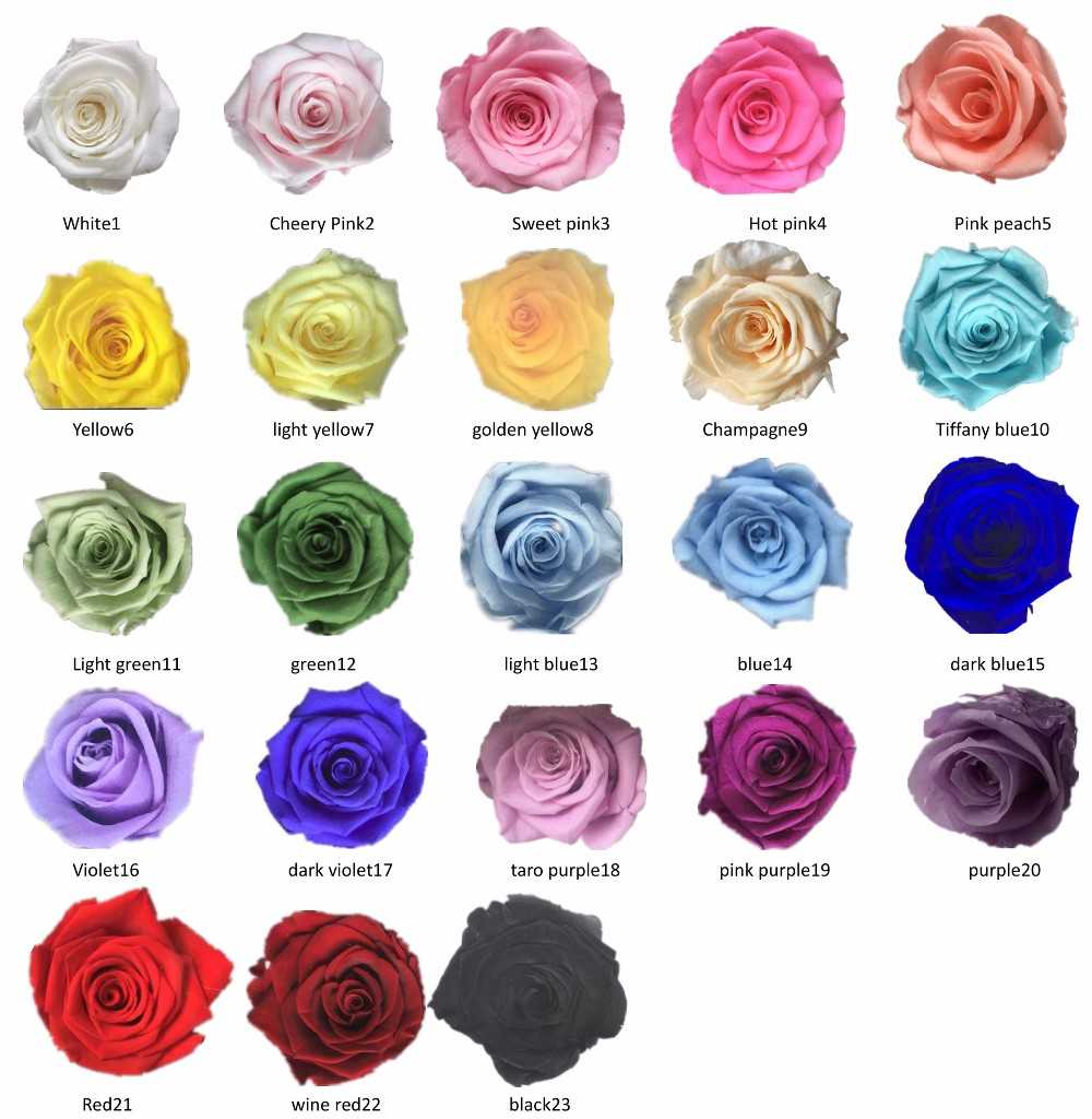 разновидность роз фото и названия