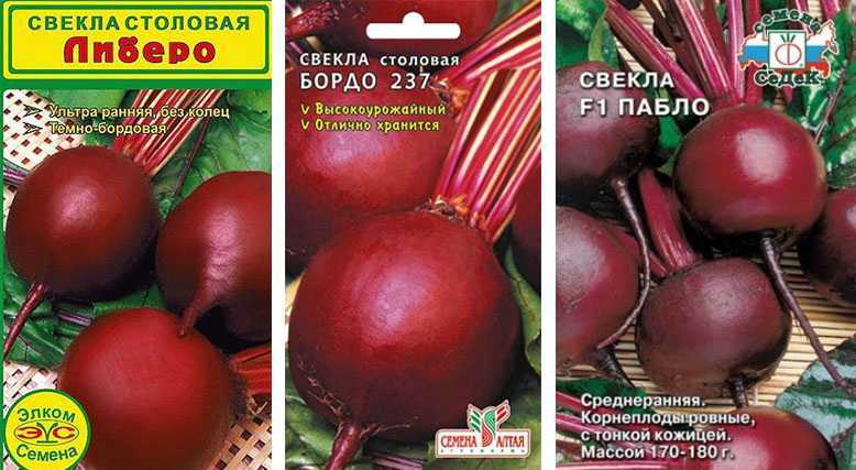 Сорта свеклы для длительного зимнего хранения: топ-20 самых лежких и сладких