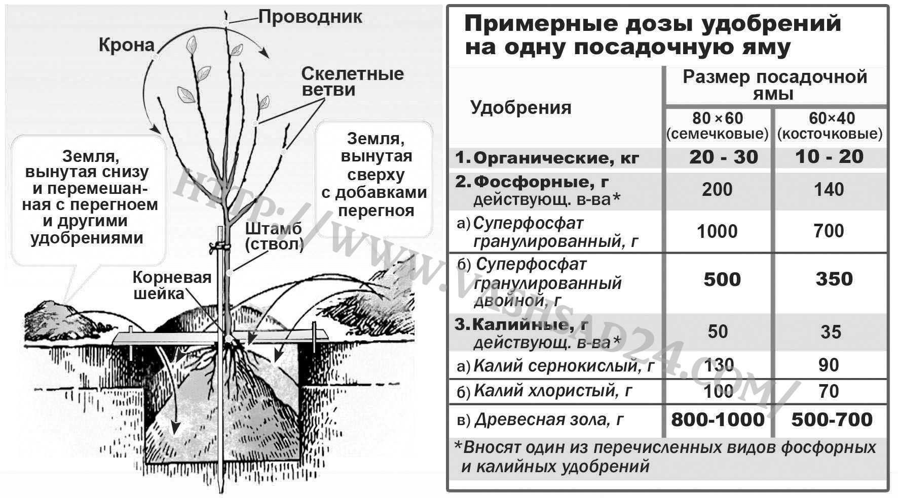 Посадка плодовых деревьев осенью: советы профессионалов. как правильно посадить плодовые деревья осенью: сроки, преимущества - автор екатерина данилова - журнал женское мнение
