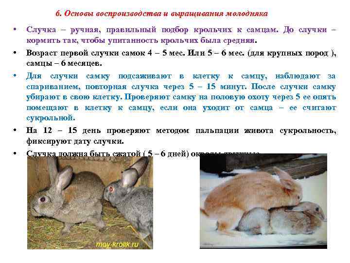 Через сколько рожают кролики. Кролики в период спаривания. Таблица о спаривание кроликов. Возраст крольчат.