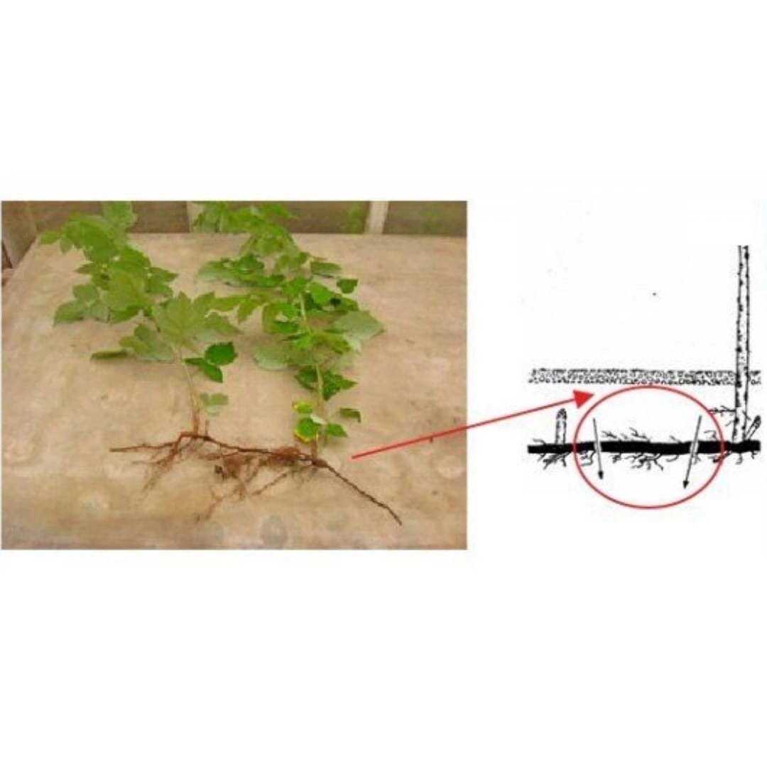 Осеннее черенкование ежевики