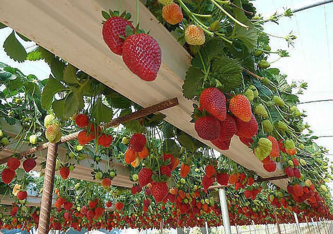 Клубника лорд: описание сорта, выращивание, отзывы, фото