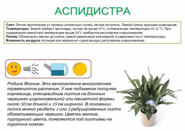 Аспидистра: содержание,описание,фото,видео,разведение,виды,полив | аквариумные рыбки