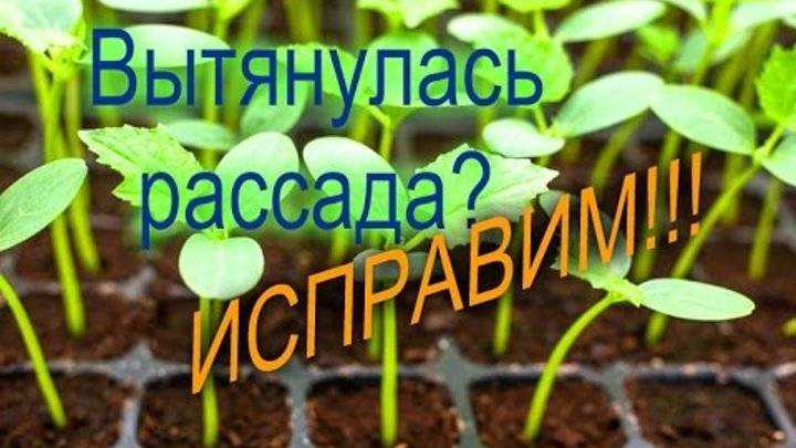 Рассада огурцов вытянулась: что делать, видео и фото — вытянулась рассада огурцов как сажать