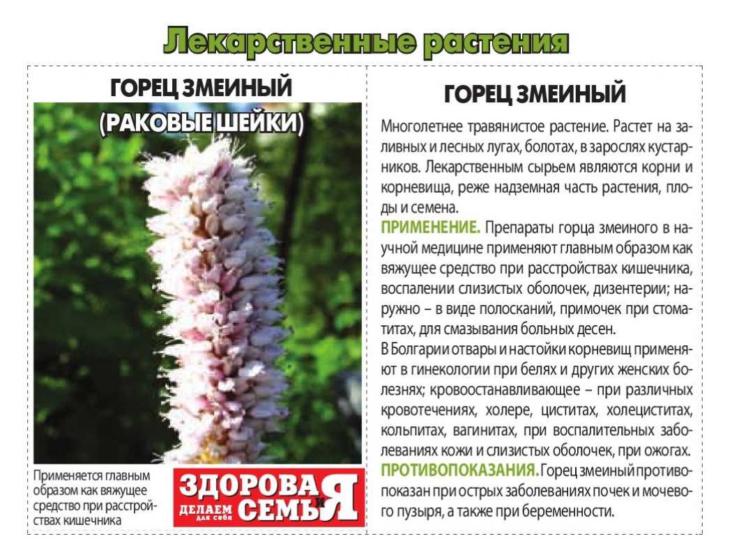 Горец змеиный: свойства растения, выращивание и применение