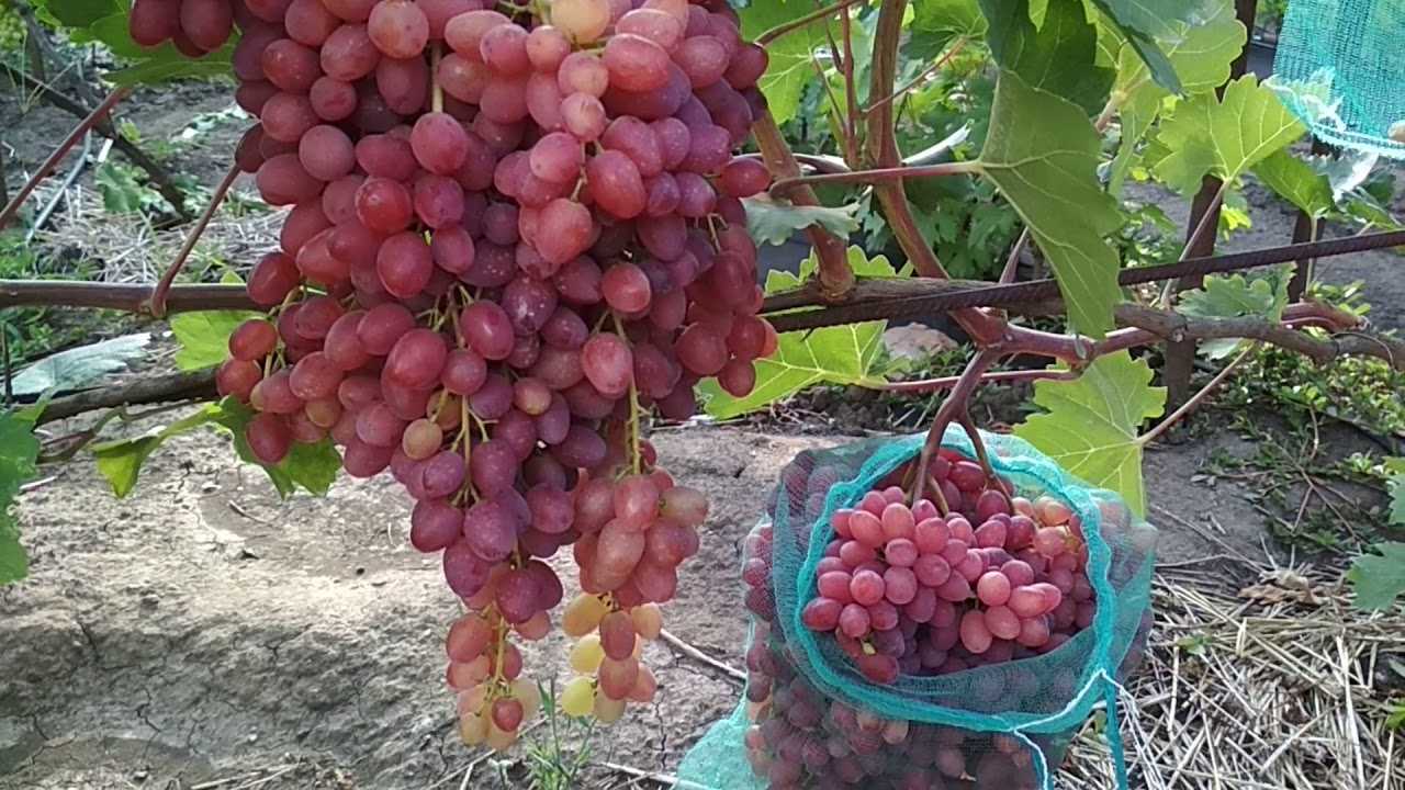 Виноград велес фото – описание сорта урожайность посадка и уход