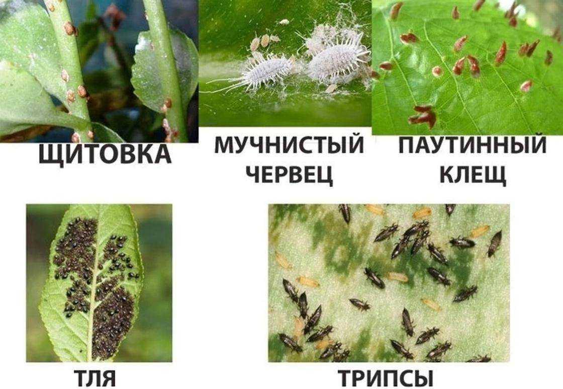 Как бороться с трипсами на комнатных растениях, фото