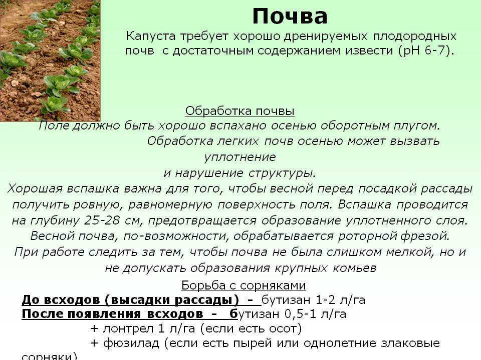 Сочный щавель: можно ли сеять культуру в июне и июле? правила посадки и выращивания