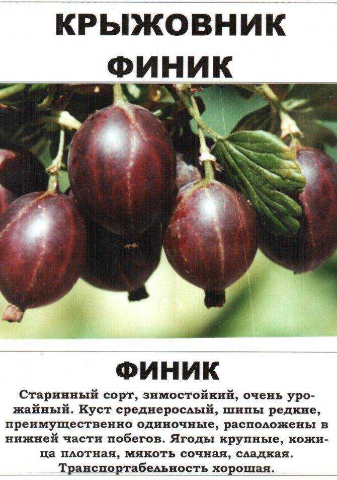 Сорта крыжовника для подмосковья: 20 самых лучших, вкусные и сладкие, крупноплодные, урожайные, морозоустойчивые