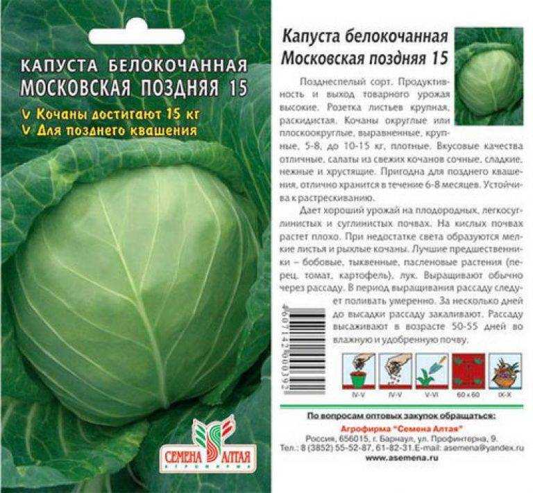 Салат айсберг на даче: выращивание и уход в открытом грунте, посадка из семян + фото