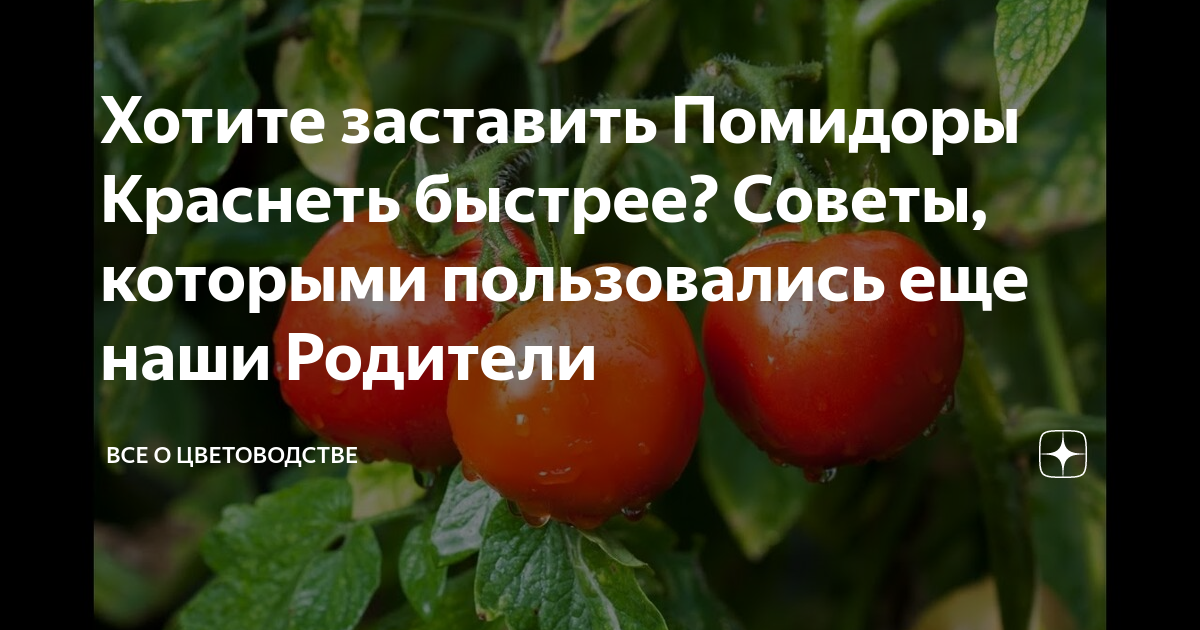 Как ускорить покраснение томатов. Помидоры не краснеют. Средство для покраснения помидоров. С днем спелого помидора. Препарат для покраснения томатов помидоров.