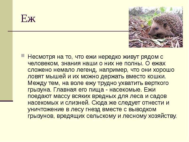 Домашний ёж. содержание и уход, какого выбрать, плюсы и минусы ежа в доме | живность.ру