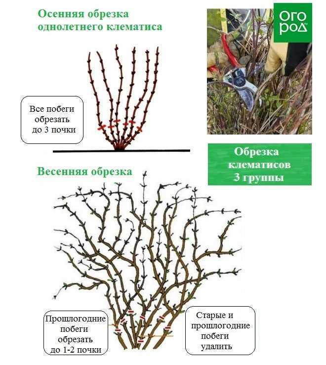Как обрезать клематис, группы обрезки клематисов