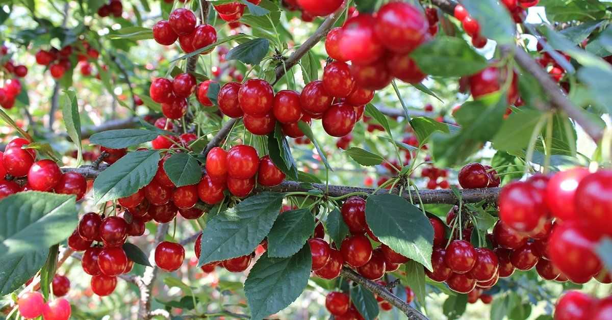 Посадка саженца вишни весной в открытый грунт: правила, схемы, сроки
