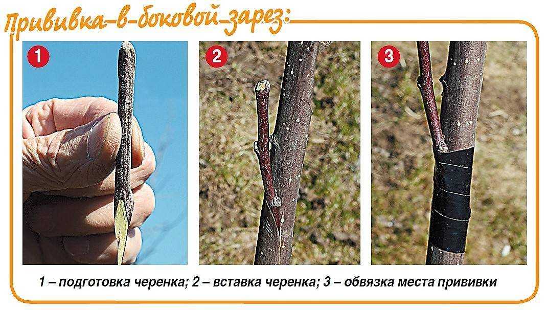 Прививка абрикоса летом свежими черенками: окулировка на сливу и персик