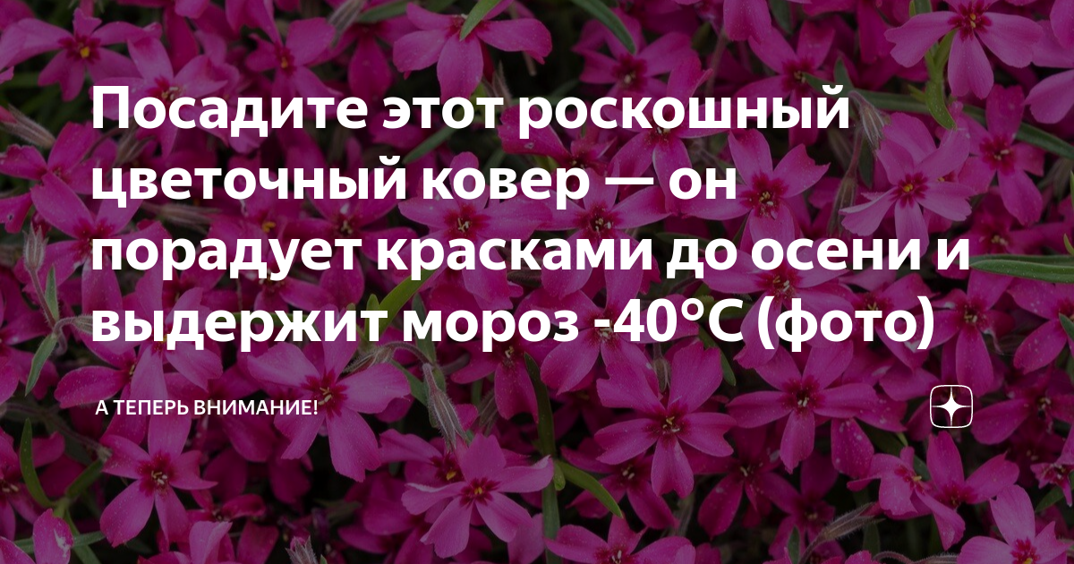 Тюльпаны. выращивание от а до я