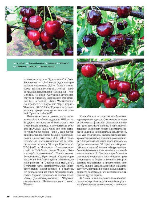 Вишня чернокорка: реальные отзывы, посадка и уход, описание, фото