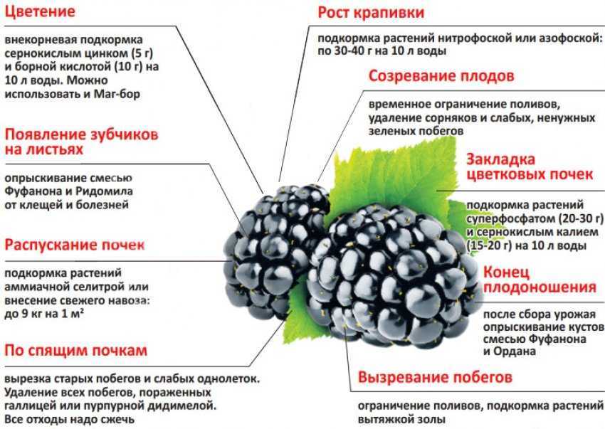 Борная кислота для растений: применение в саду и огороде