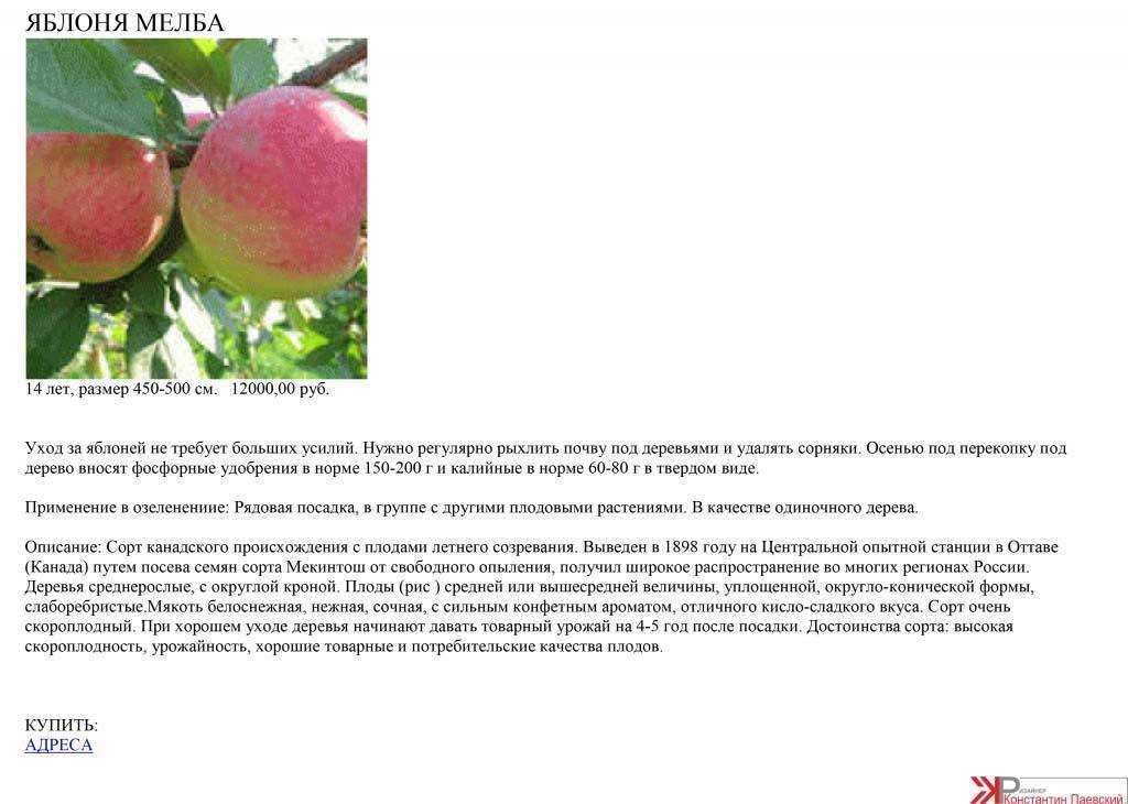 Яблоня орловим: описание сорта, фото, отзывы