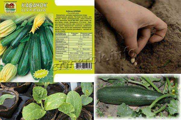 Посадка и уход за кабачками от посева до сбора урожая