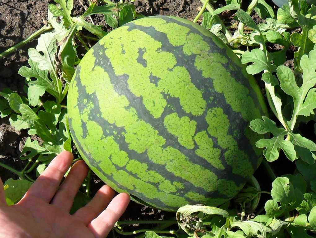 15 лучших новых сортов и гибридов арбузов