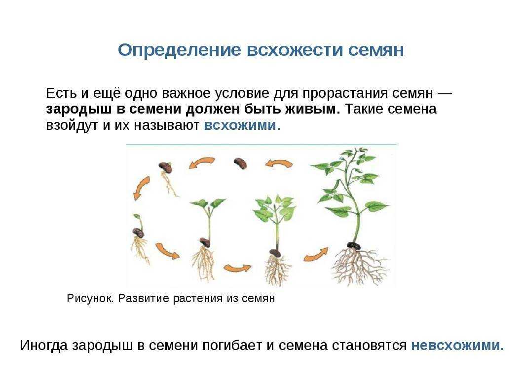 Через сколько дней всходят семена: как долго прорастают, всхожесть семян