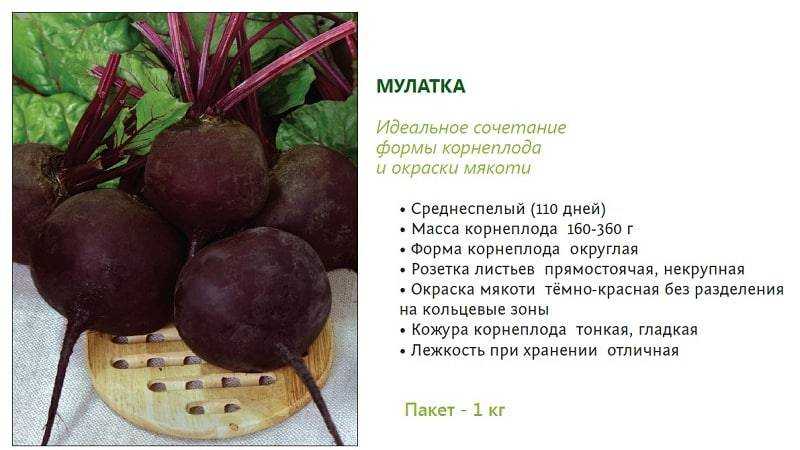Свекла "мулатка": описание сорта, фото, отзывы