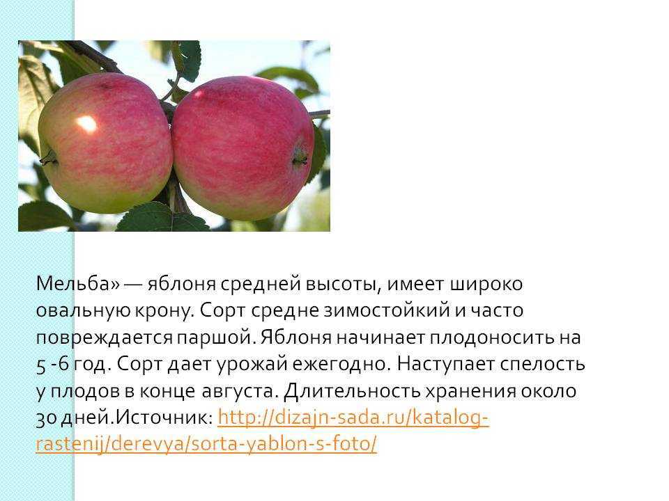 Яблоня мельба - описание сорта, уход и посадка, отзывы