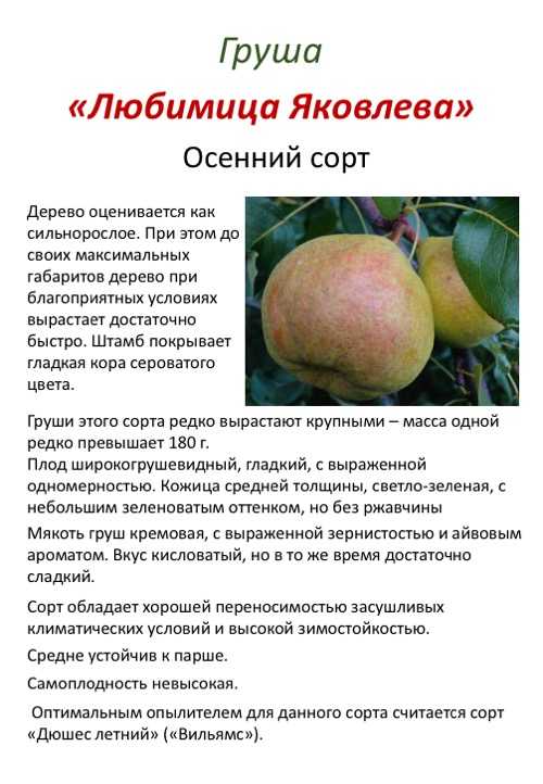 Груша велеса: выращиваем сладкий фрукт в саду