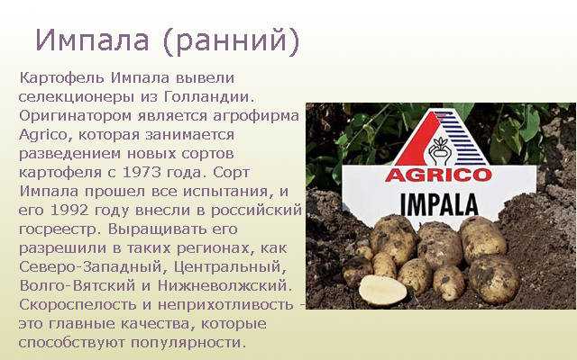 Сорт картофеля импала: описание и основные характеристики, особенности выращивания и ухода, урожайность, болезни и вредители, фото культуры.