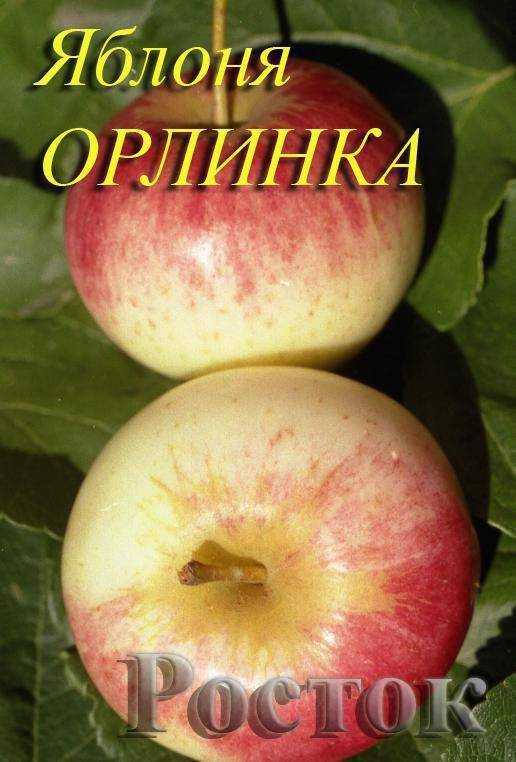 Яблоня орлинка: реальные отзывы, секреты выращивания, описание