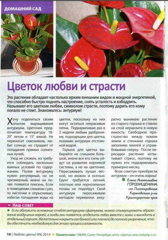 Китайская роза крылья ангела: выращивание из семян, фото, посадка и уход selo.guru — интернет портал о сельском хозяйстве