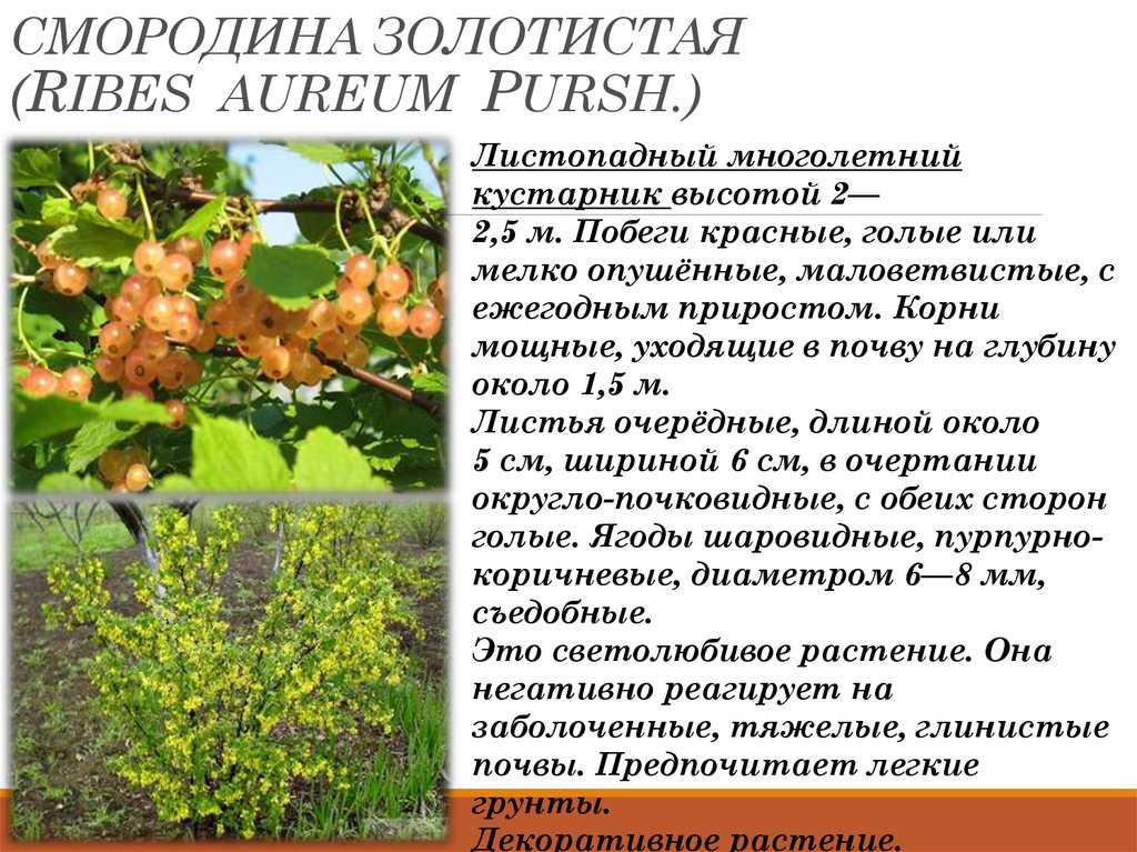 Красная смородина ровада: описание сорта, фото