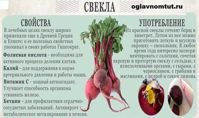 Свекла: посадка и уход в открытом грунте, выращивание рассады, уборка, хранение, фото