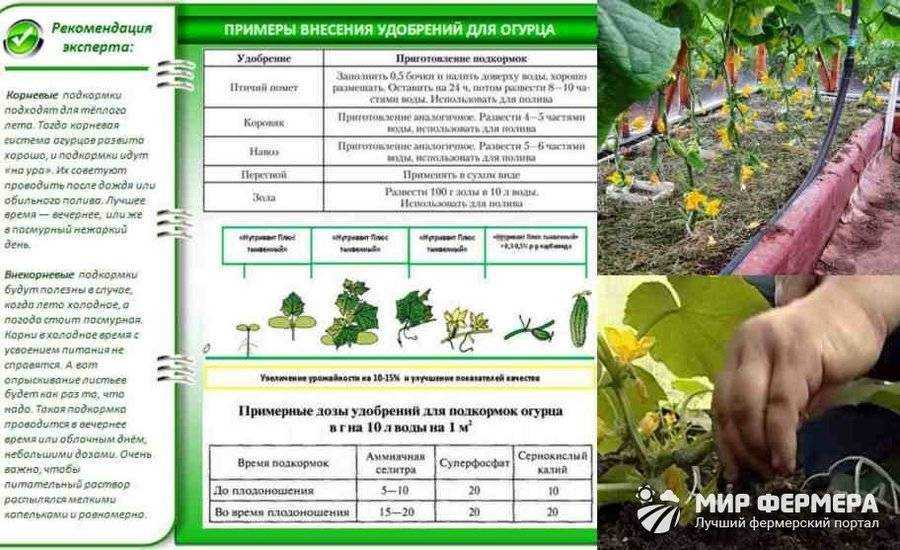 Как ухаживать за помидорами в теплице: эффективный уход после высадки томатов