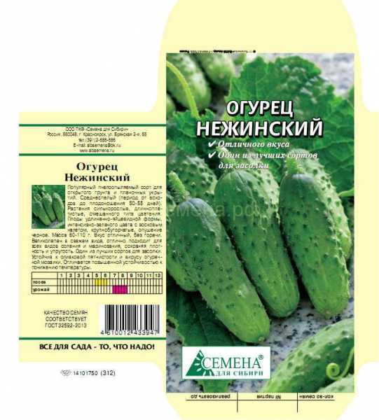 Кинза – выращивание из семян и уход на огороде и в домашних условиях
