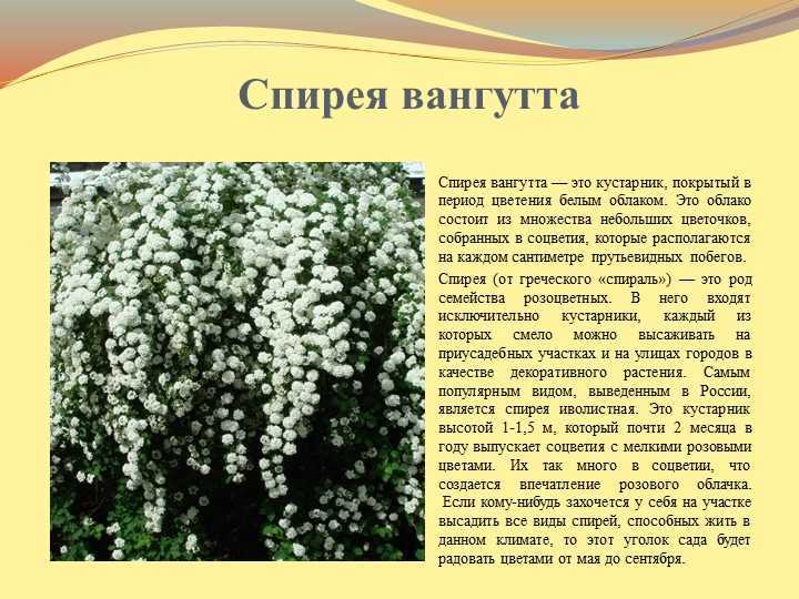 Спирея серая в ландшафтном дизайне: грефшейм, японская и золотистая, композиции - 16 фото
