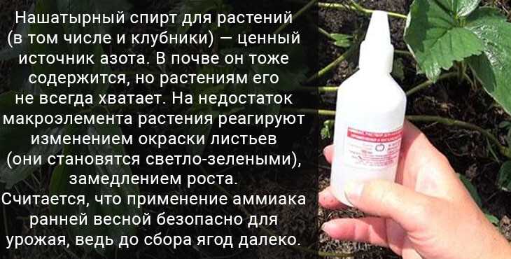 Нашатырный спирт: применение на огороде и в саду