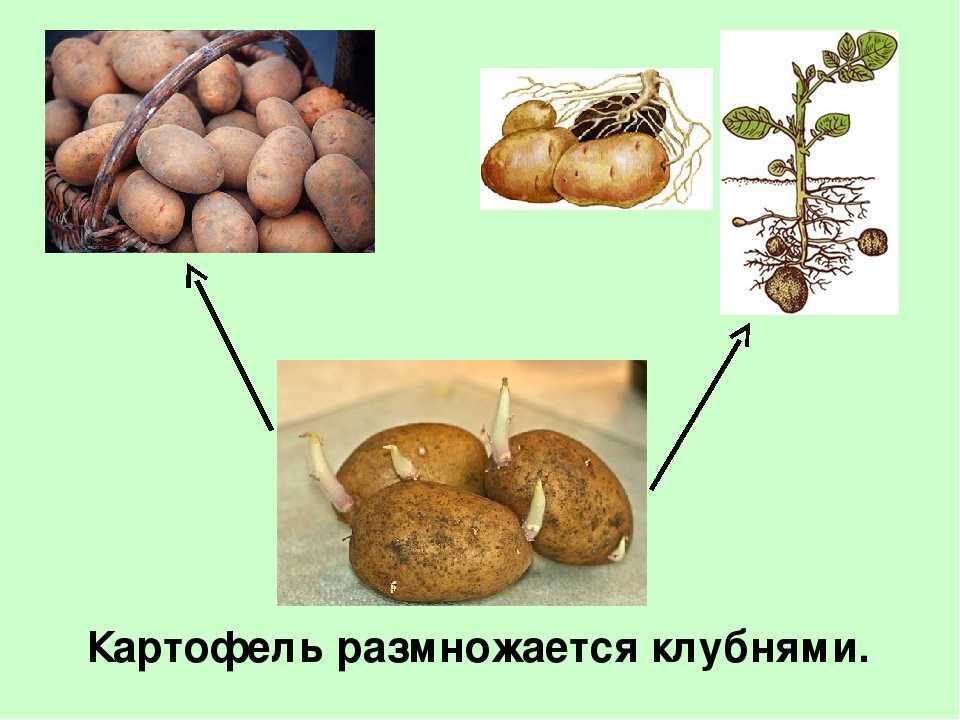 Картофель размножают